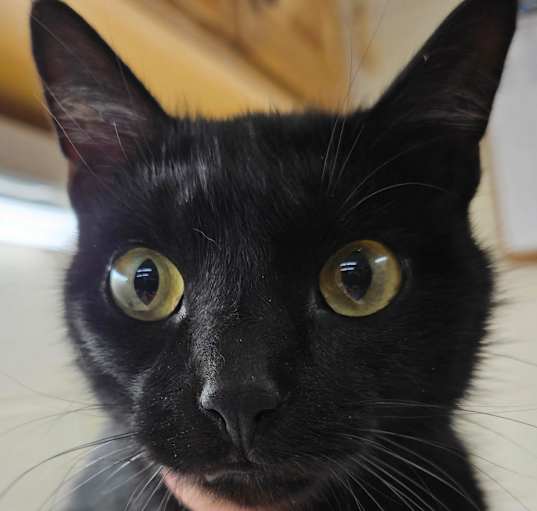 Photo of Chuckles 