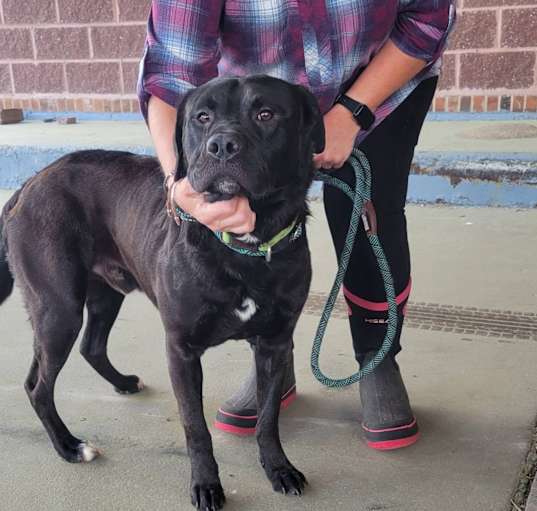 Photo of Buddy