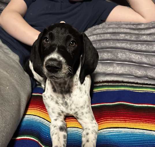 Photo of Cooper