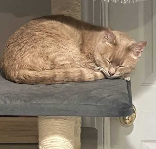 Photo of Simba