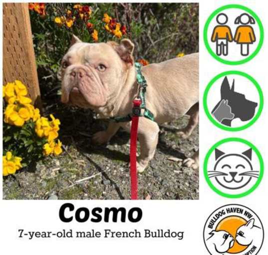 Photo of Cosmo