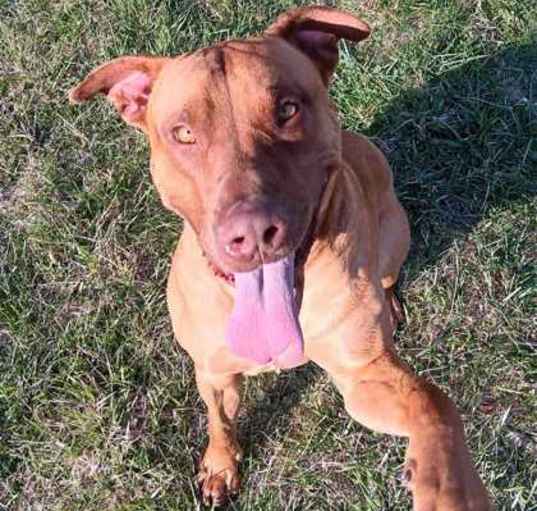 Photo of Koda