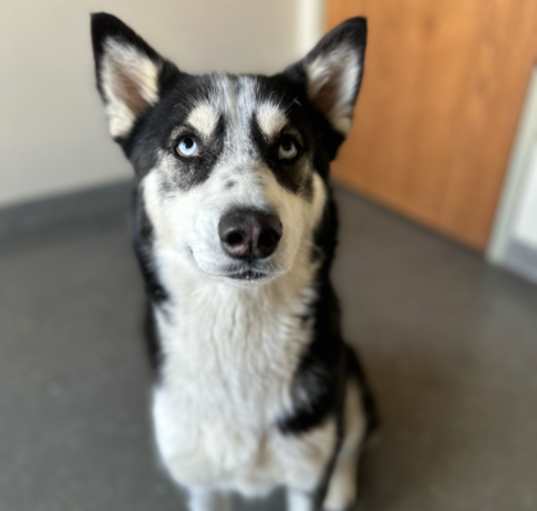 Photo of Star