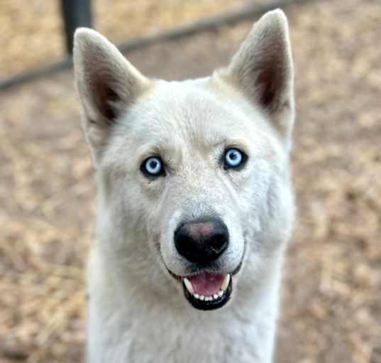 Photo of Rex