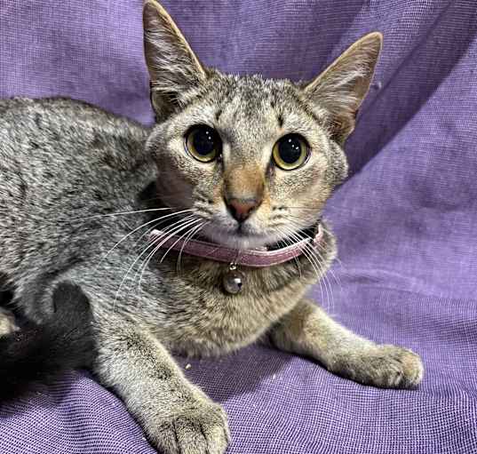 Photo of Delilah