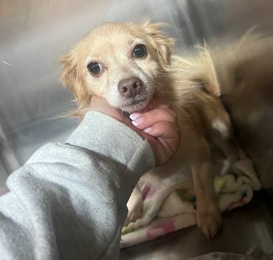 Photo of Buttercup