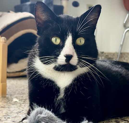 Photo of Gato