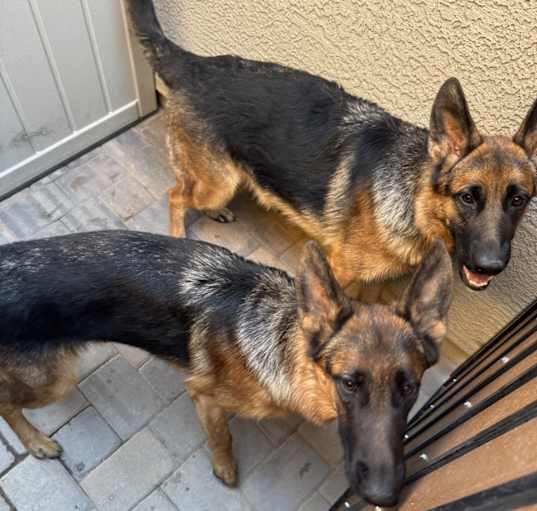 Photo of Zuri and Zuna