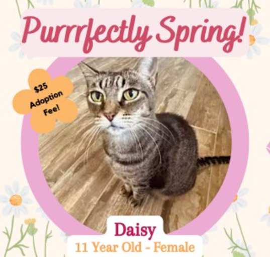 Photo of Daisy D. (In Foster)