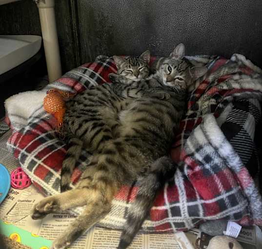 Photo of Project Cat & Three 6 Pawfia