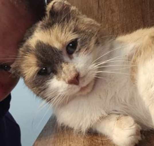 Photo of Calley-Cat