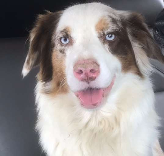 Photo of Scout