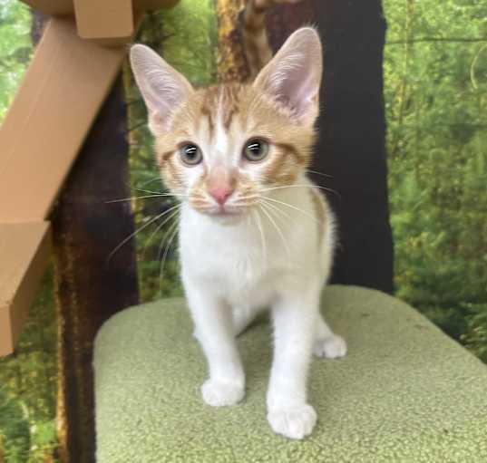 Photo of Patches