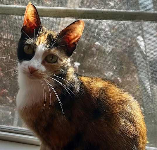 Photo of Callie