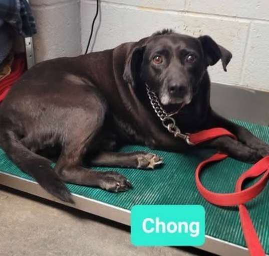 Photo of Chong