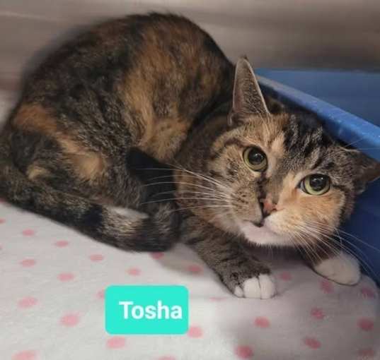 Photo of Tosha