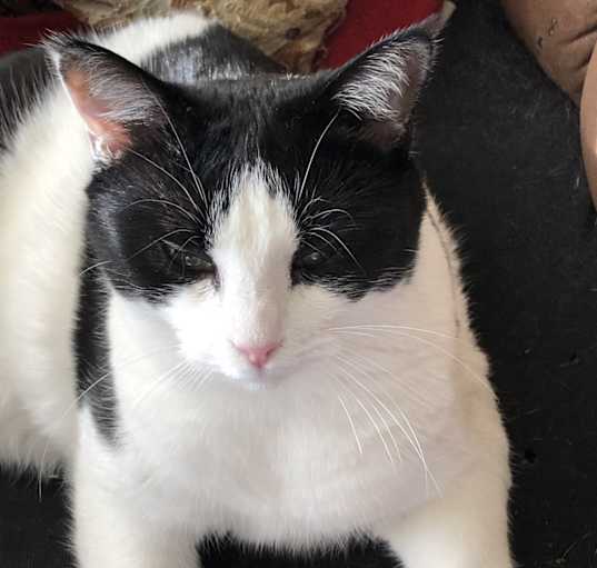 Photo of Bella