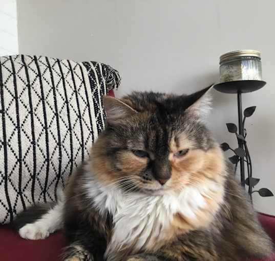 Photo of Bella