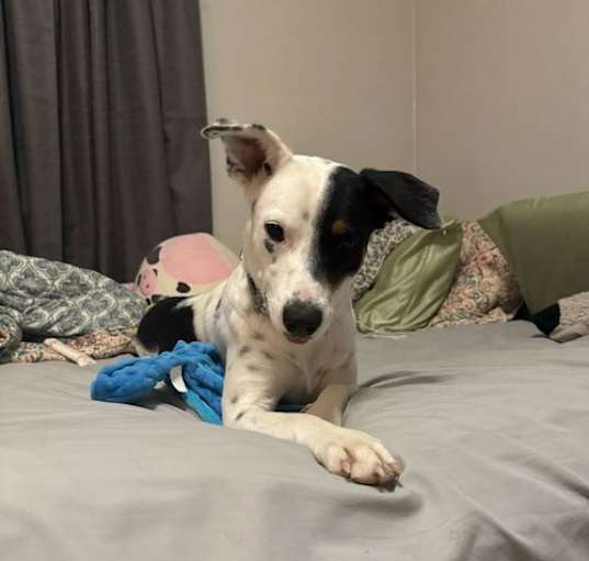 Photo of JUNIE