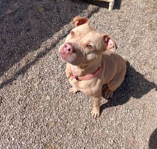 Photo of Nala