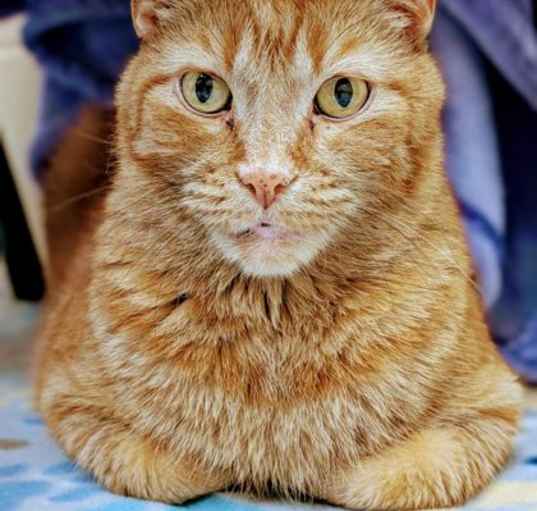 Photo of Dusty (Bonded w/ Sammy)