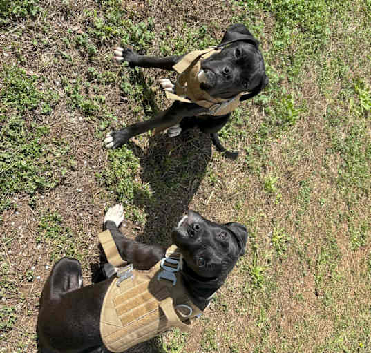 Photo of Onyx & Zephyr