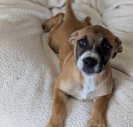 Photo of Found stray: Flora