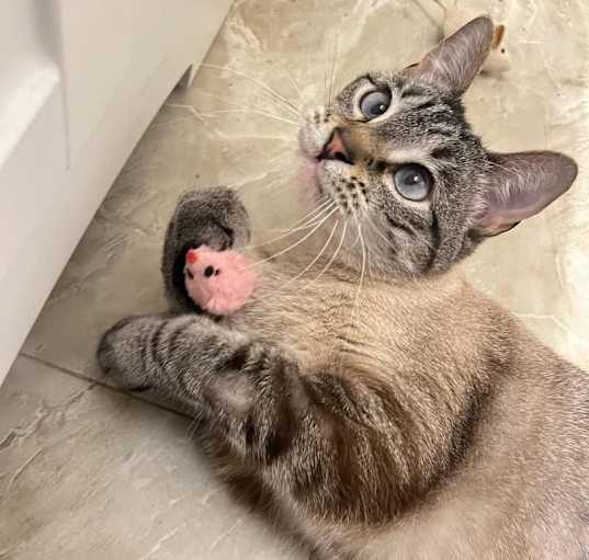 Photo of Mabel - SPECIAL NEEDS