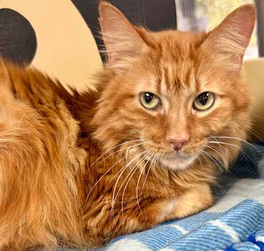 Photo of Remington