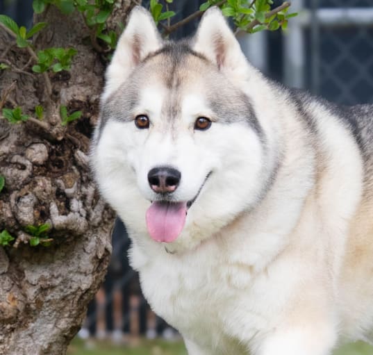 Photo of Max