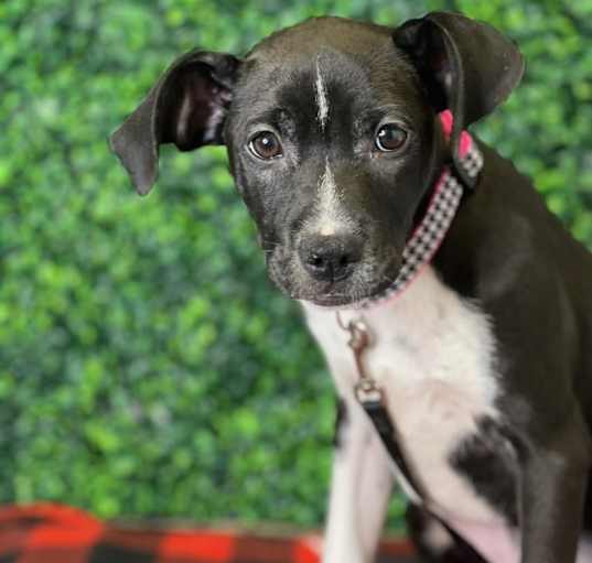 Photo of Laika (Mara)