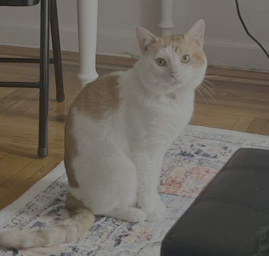Photo of Nugget