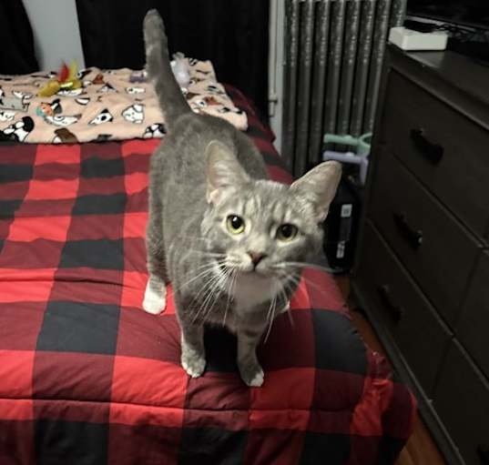 Photo of Bella (25-108)