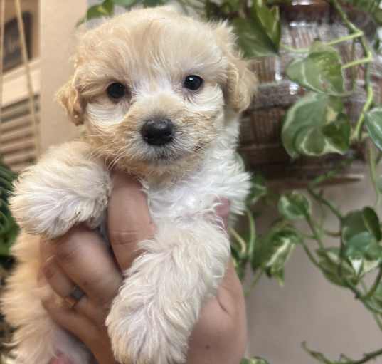Photo of Miso