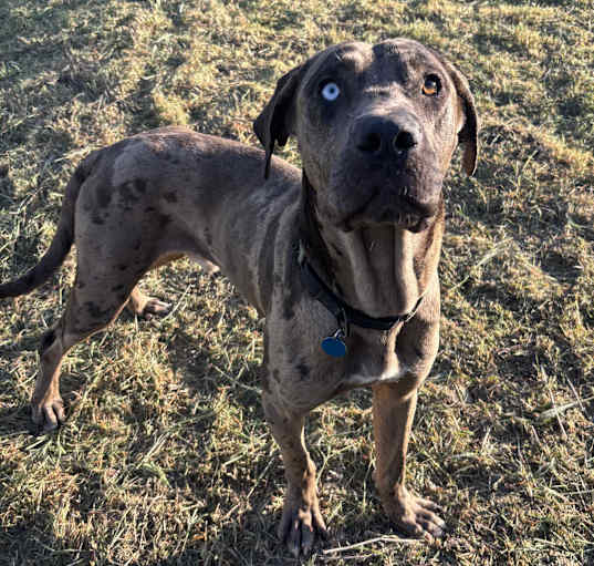 Photo of Dante