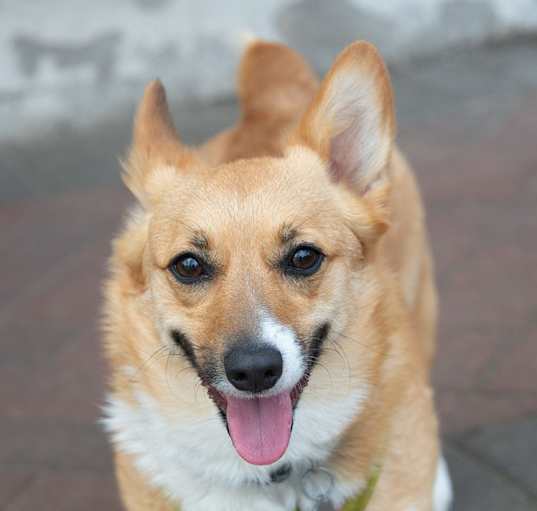 Photo of Midge