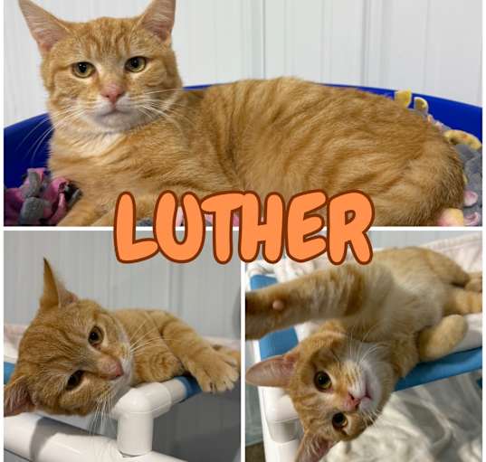 Photo of Luther