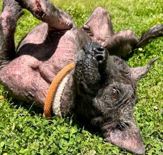 Photo of Tantor