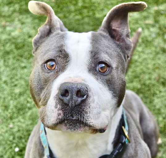 Photo of Buddy