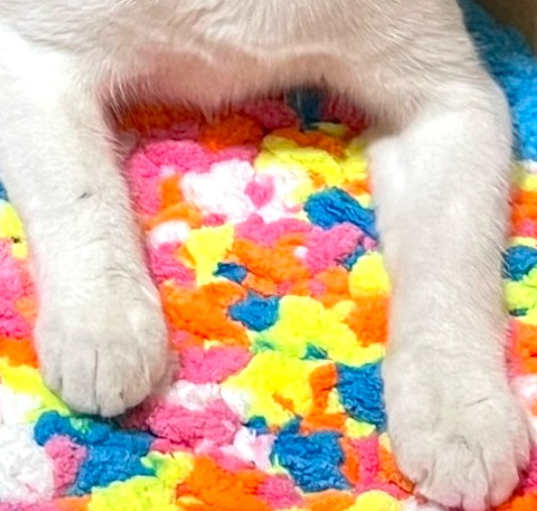 Photo of YODA