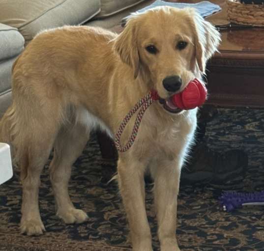 Photo of Crocket