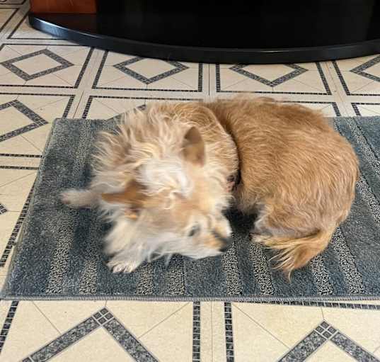Photo of Ginger