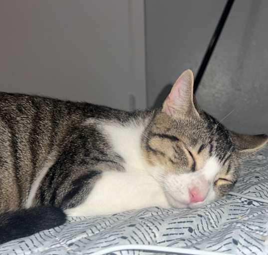 Photo of Frankie