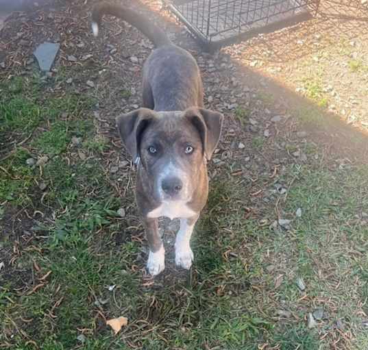 Photo of Peter Pan (Peter Pan Litter)