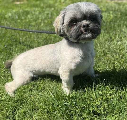 Photo of Wicket