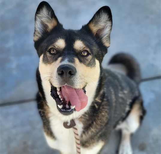 Photo of Ranger