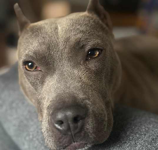 Photo of Vincent