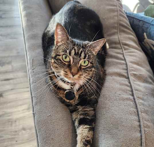 Photo of Zelda