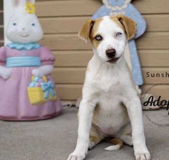 Photo of Sunny
