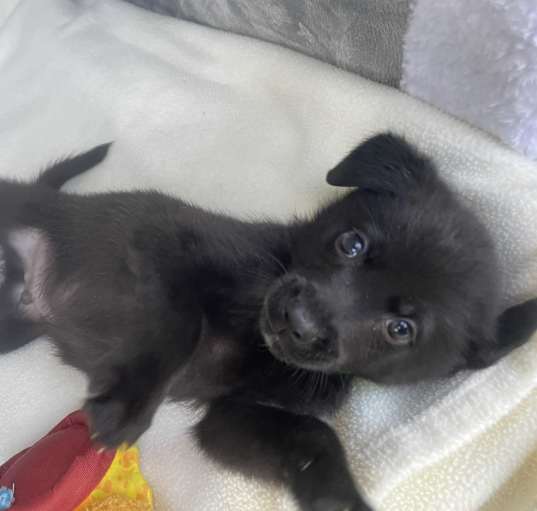 Photo of PICKLE